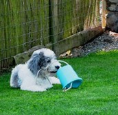 Dog Friendly Facilties