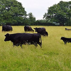 Farm holiday cottages in Wales